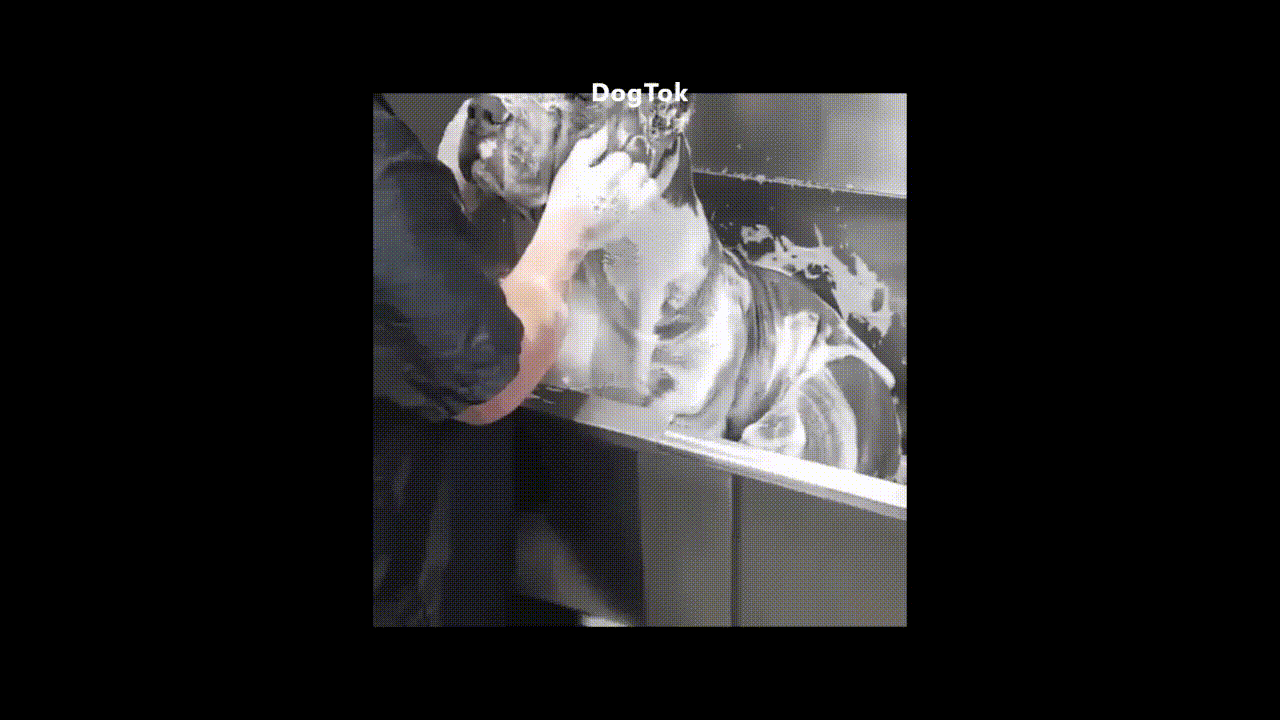 DogTok – Infinite Dog Media Feed